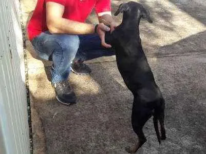 Cachorro raça ND idade 6 ou mais anos nome Becky