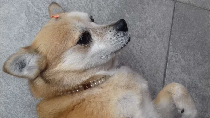 Cachorro ra a Srd idade 6 ou mais anos nome Belinha