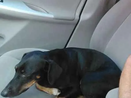 Cachorro raça ND idade 6 ou mais anos nome Becky