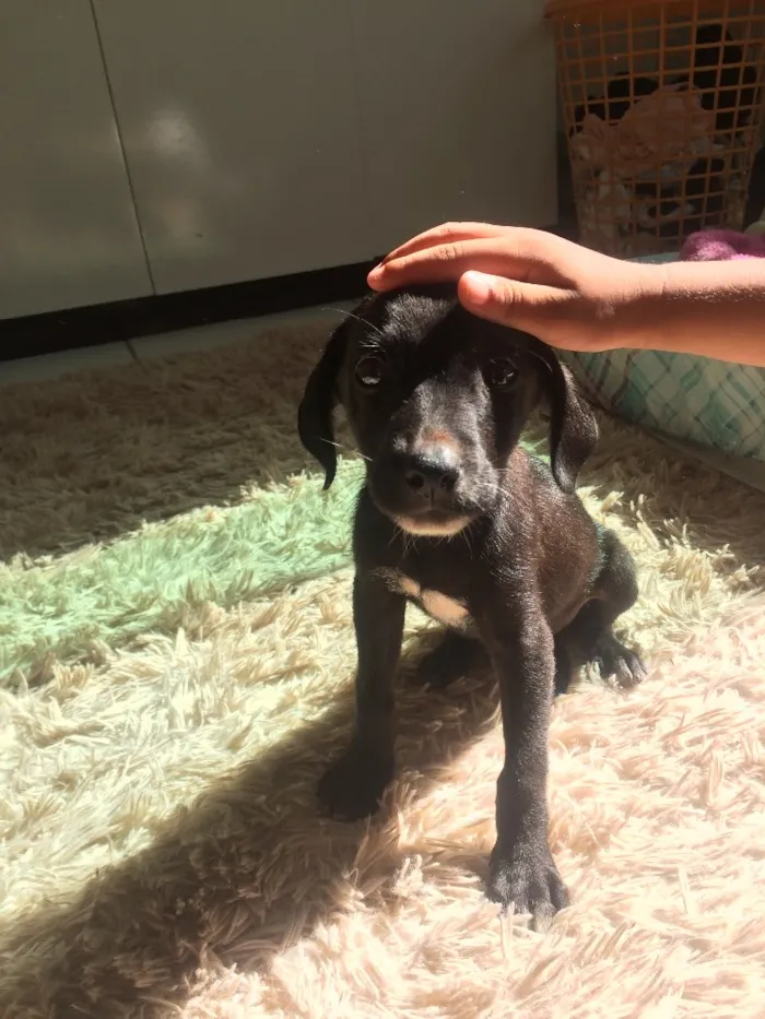 Cachorro ra a Vira lata idade 2 a 6 meses nome Não tem nome ainda