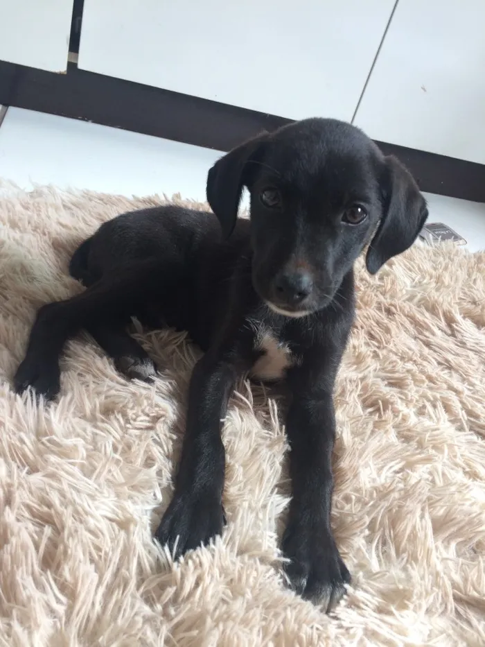 Cachorro ra a Vira lata idade 2 a 6 meses nome Não tem nome ainda
