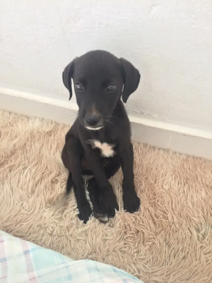 Cachorro ra a Vira lata idade 2 a 6 meses nome Não tem nome ainda
