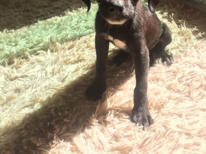 Cachorro ra a Vira lata idade 2 a 6 meses nome Não tem nome ainda