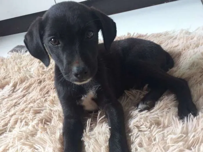 Cachorro ra a Vira lata idade 2 a 6 meses nome Não tem nome ainda