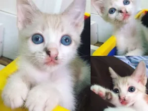 Gato raça SRD idade Abaixo de 2 meses nome Cookie