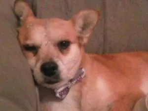 Cachorro raça Srd idade 6 ou mais anos nome Belinha