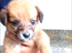 Cachorro raça SRD idade 2 a 6 meses nome DUDUCA