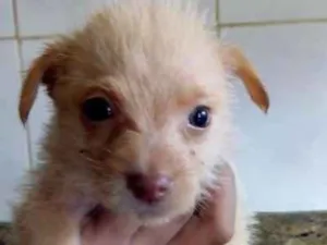 Cachorro raça SRD idade 2 a 6 meses nome ANJINHO