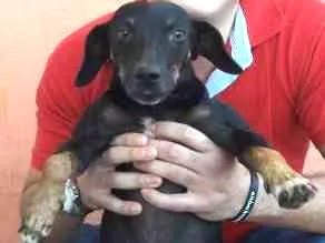 Cachorro raça ND idade 6 ou mais anos nome Becky