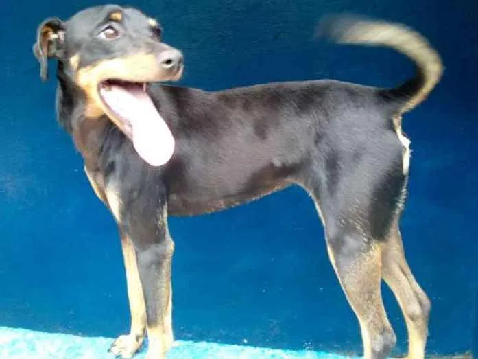 Cachorro ra a SRD idade 2 anos nome TININHA