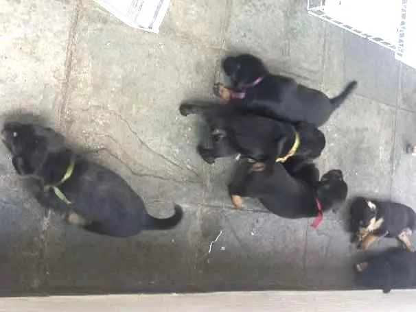 Cachorro ra a  idade Abaixo de 2 meses nome Pitti