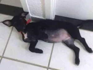 Cachorro raça Srd idade  nome Pietro