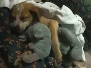 Cachorro raça Vira lata idade 2 a 6 meses nome Trovão