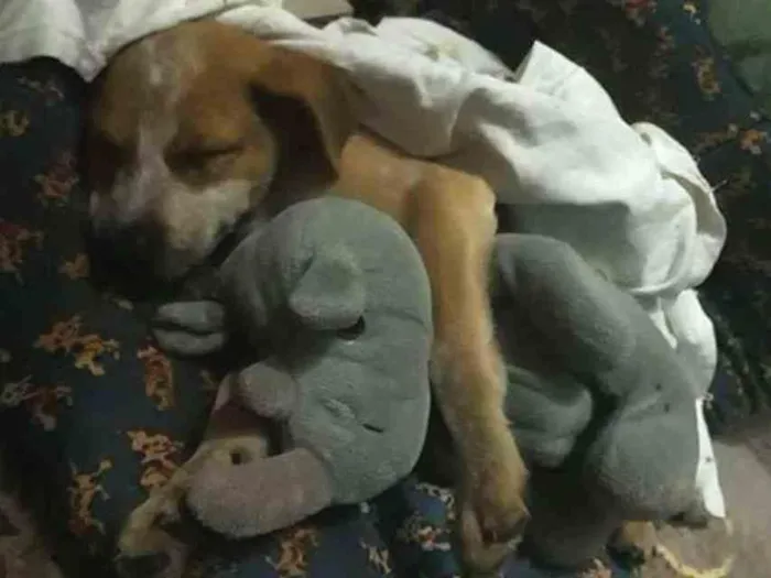 Cachorro ra a Vira lata idade 2 a 6 meses nome Trovão