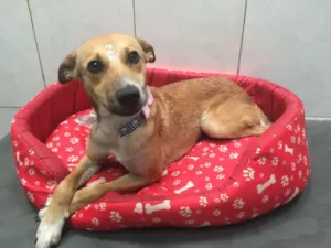 Cachorro raça srd idade 7 a 11 meses nome Bela