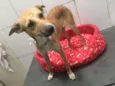 Cachorro raça srd idade 7 a 11 meses nome Bela