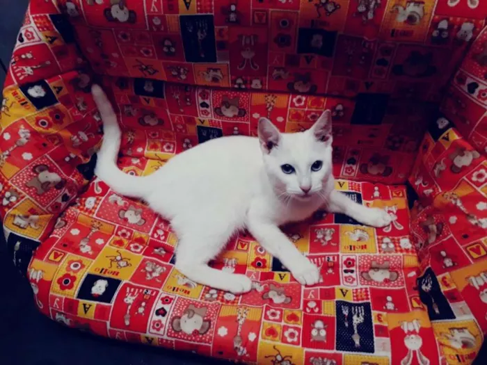 Gato ra a srd idade 2 a 6 meses nome Pepe