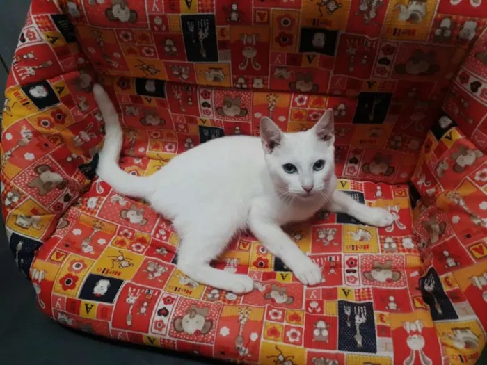 Gato ra a srd idade 2 a 6 meses nome Pepe
