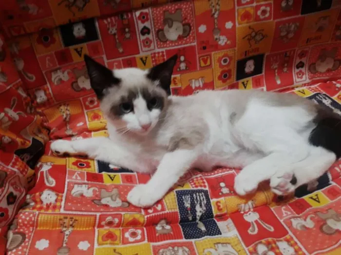 Gato ra a SRD idade 2 a 6 meses nome SAYNO