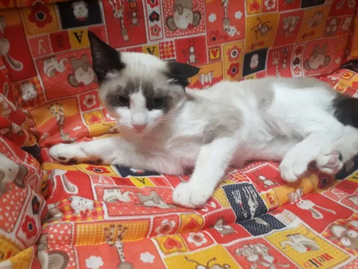 Gato ra a SRD idade 2 a 6 meses nome SAYNO
