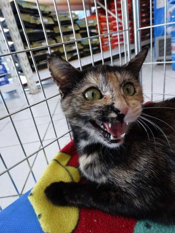 Gato ra a SRD idade 2 anos nome Noela