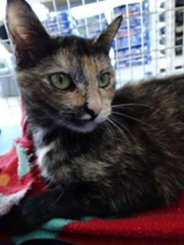 Gato ra a SRD idade 2 anos nome Noela