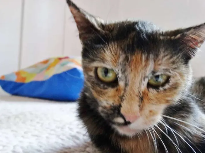 Gato ra a SRD idade 2 anos nome Noela