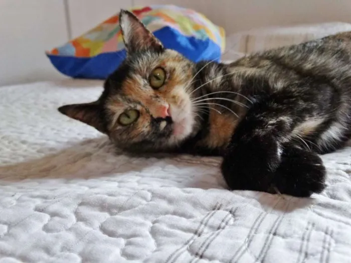 Gato ra a SRD idade 2 anos nome Noela