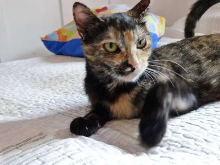 Gato ra a SRD idade 2 anos nome Noela