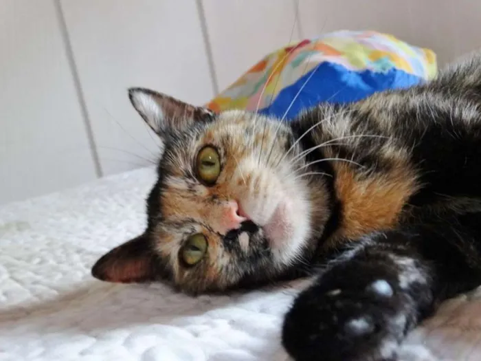 Gato ra a SRD idade 2 anos nome Noela