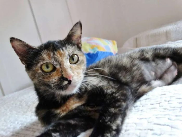 Gato ra a SRD idade 2 anos nome Noela