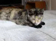 Noela