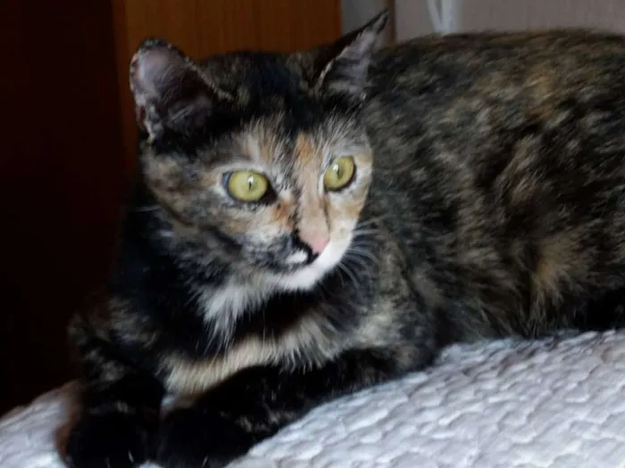 Gato ra a SRD idade 2 anos nome Noela