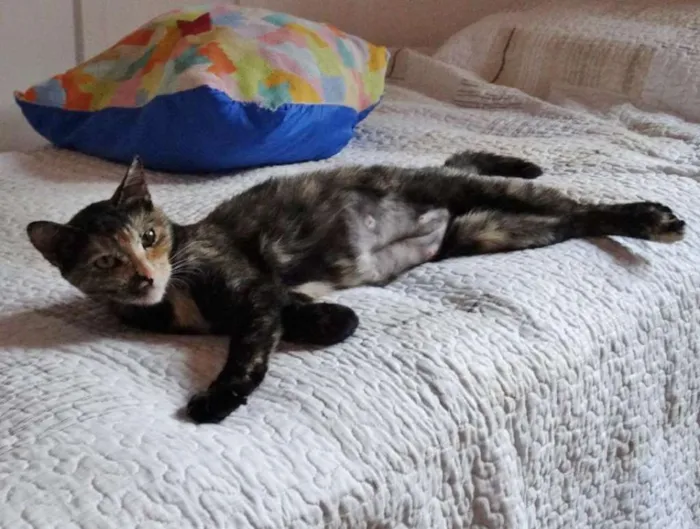 Gato ra a SRD idade 2 anos nome Noela
