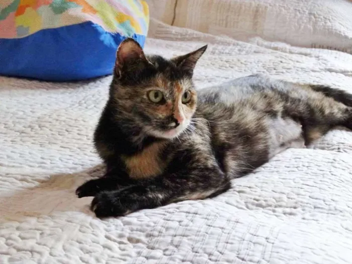 Gato ra a SRD idade 2 anos nome Noela