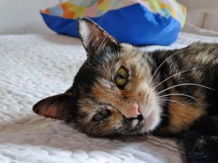 Gato ra a SRD idade 2 anos nome Noela