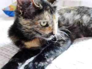 Gato raça SRD idade 2 anos nome Noela
