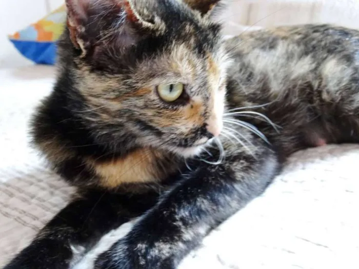 Gato ra a SRD idade 2 anos nome Noela