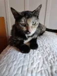Noela