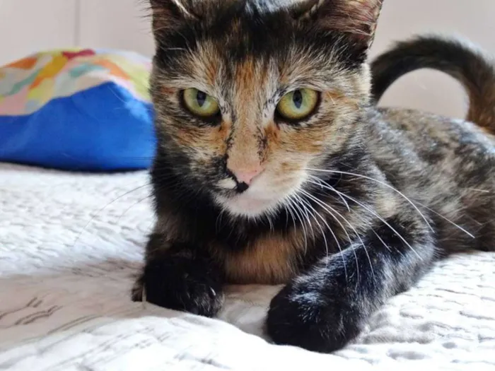 Gato ra a SRD idade 2 anos nome Noela