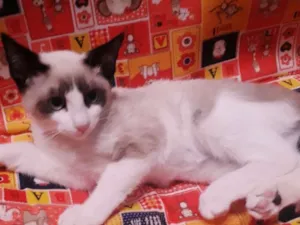 Gato raça SRD idade 2 a 6 meses nome SAYNO