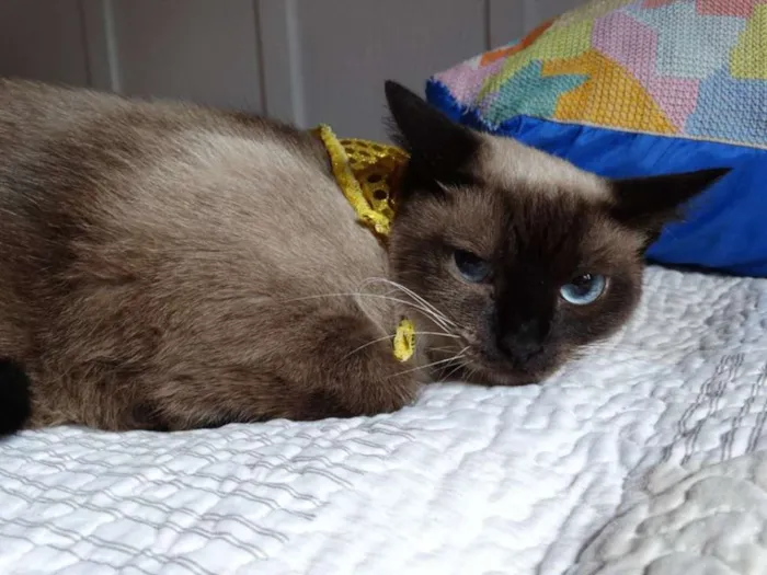 Gato ra a srd idade 2 anos nome Damasco