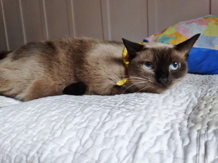 Gato ra a srd idade 2 anos nome Damasco