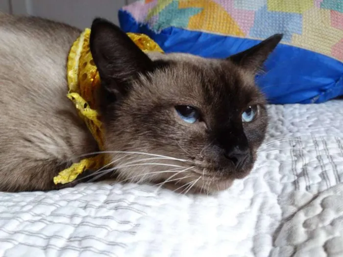 Gato ra a srd idade 2 anos nome Damasco