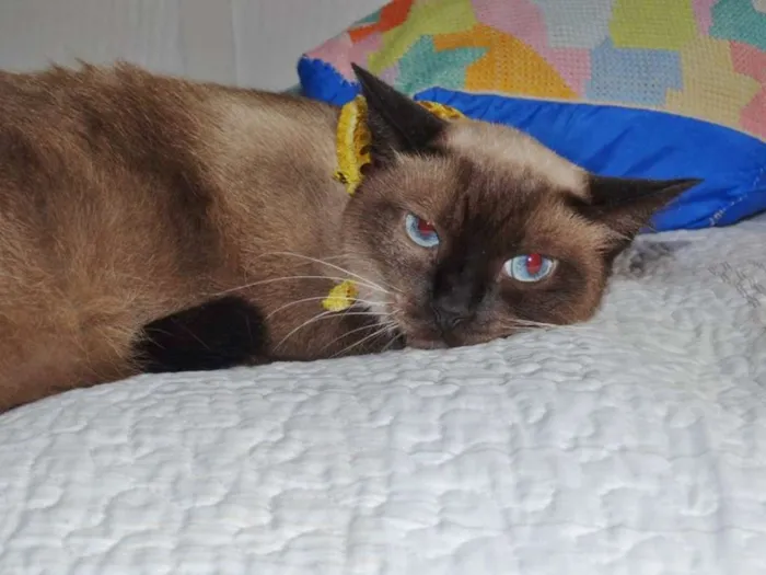 Gato ra a srd idade 2 anos nome Damasco
