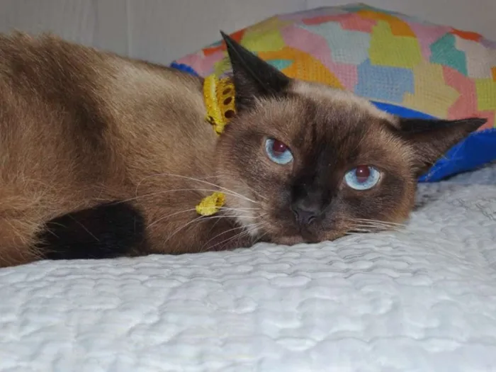 Gato ra a srd idade 2 anos nome Damasco