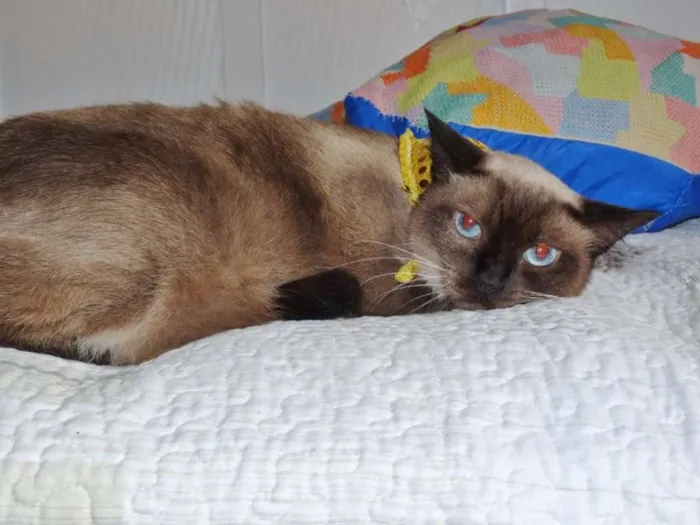 Gato ra a srd idade 2 anos nome Damasco