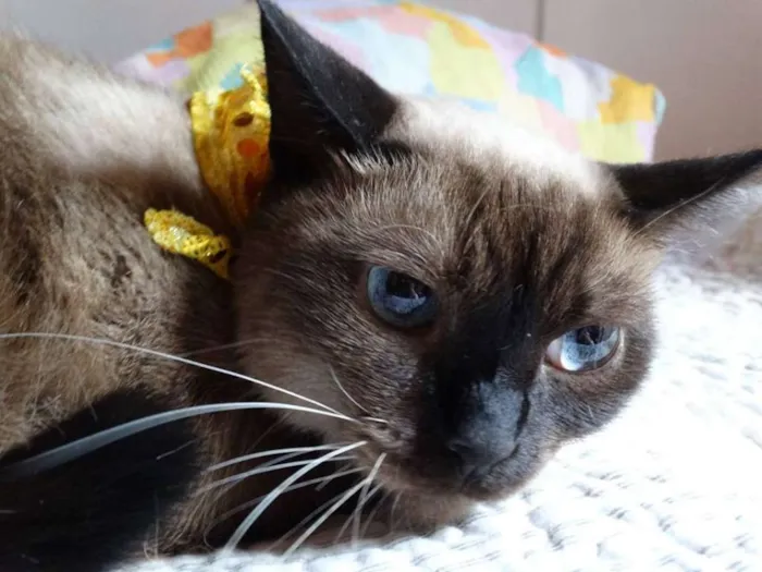 Gato ra a srd idade 2 anos nome Damasco