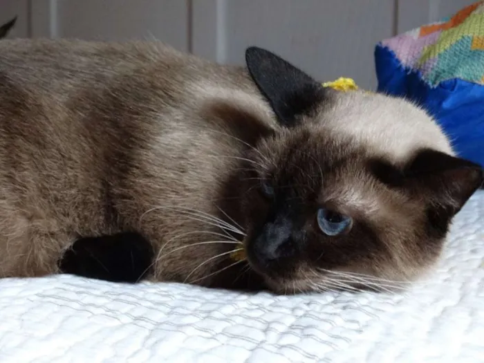 Gato ra a srd idade 2 anos nome Damasco