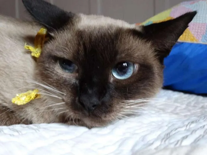 Gato ra a srd idade 2 anos nome Damasco